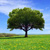 Sicherheitsbild Baum